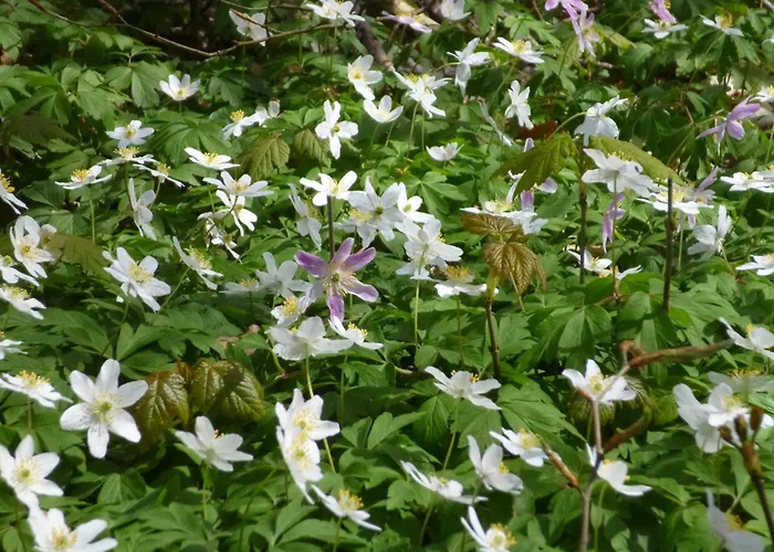 بيت للعطل Schatzkiste - *